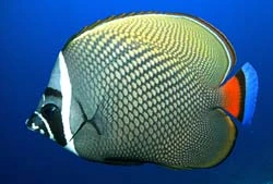 Chaetodon Collare
